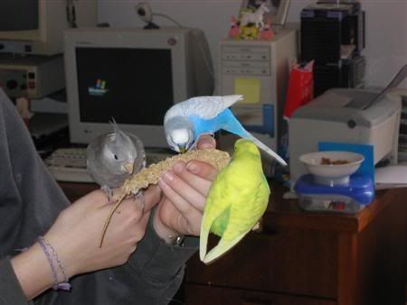 September262006-birdygang003Custom.jpg