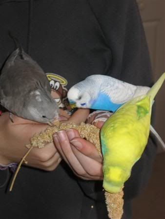 September262006-birdygang006Custom.jpg