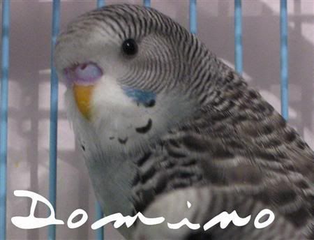 dominoCustom.jpg