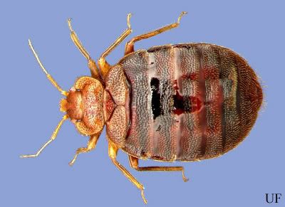    Exterminator on Are Though It Looks Like A Carpet Beetle Larvae Edit This Is A Bed Bug