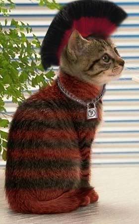 punk_cat.jpg