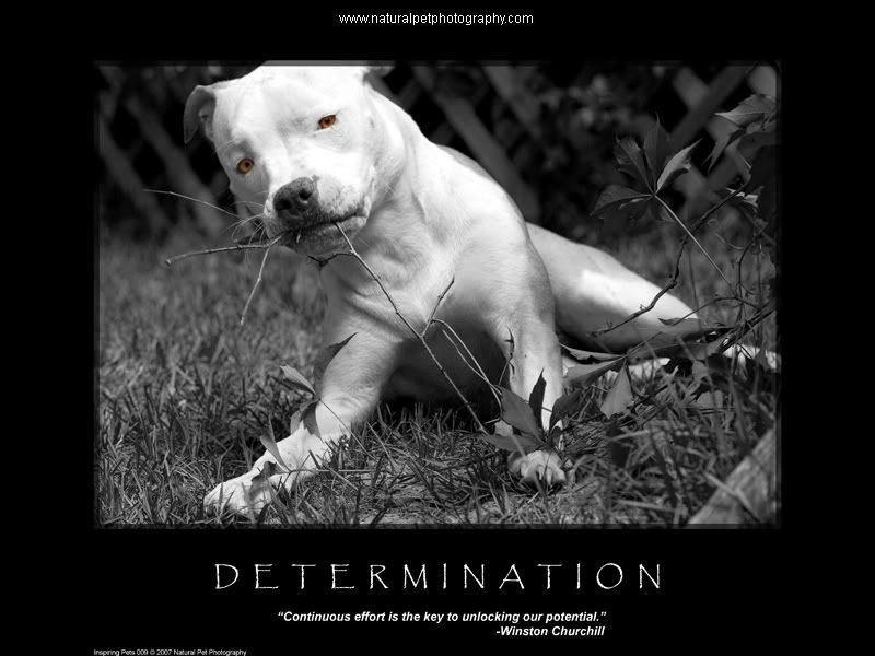 pit bull wallpaper. Pit Bull Motivational Poster