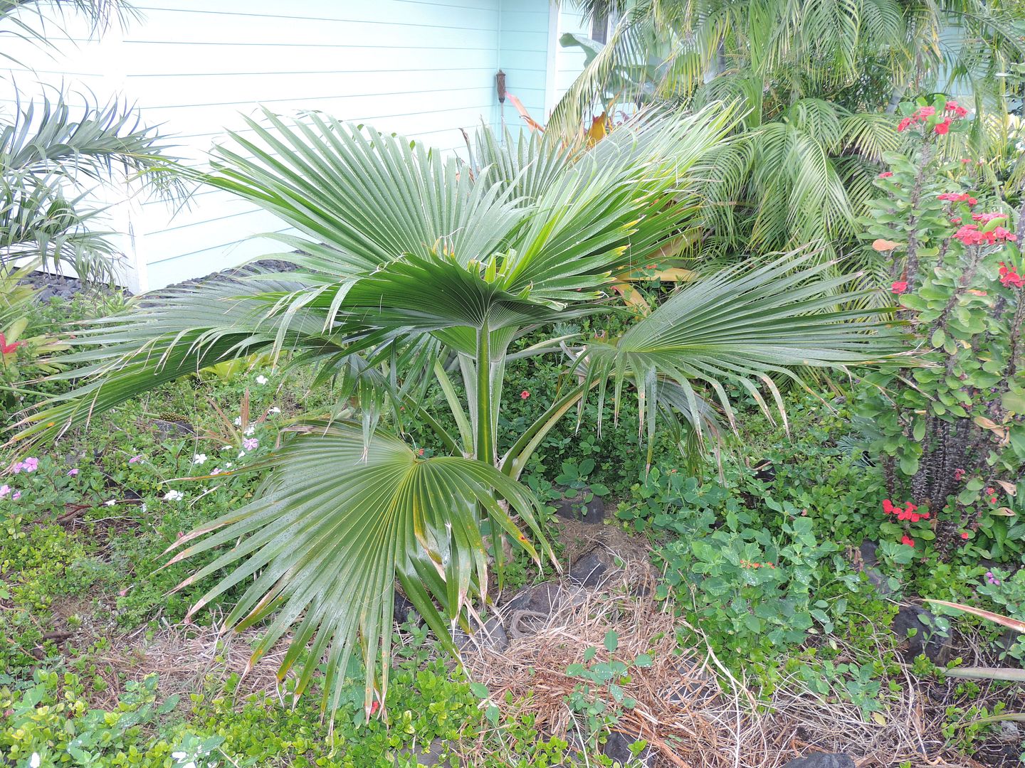 DSCN3253pritchardiaGlaubrada_zps169fa744