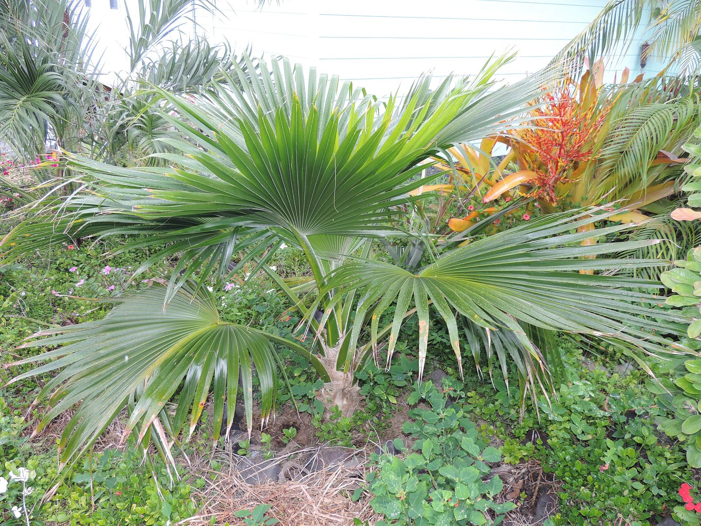 DSCN3256-pritchardiaGlaubrada_zps8daaf24