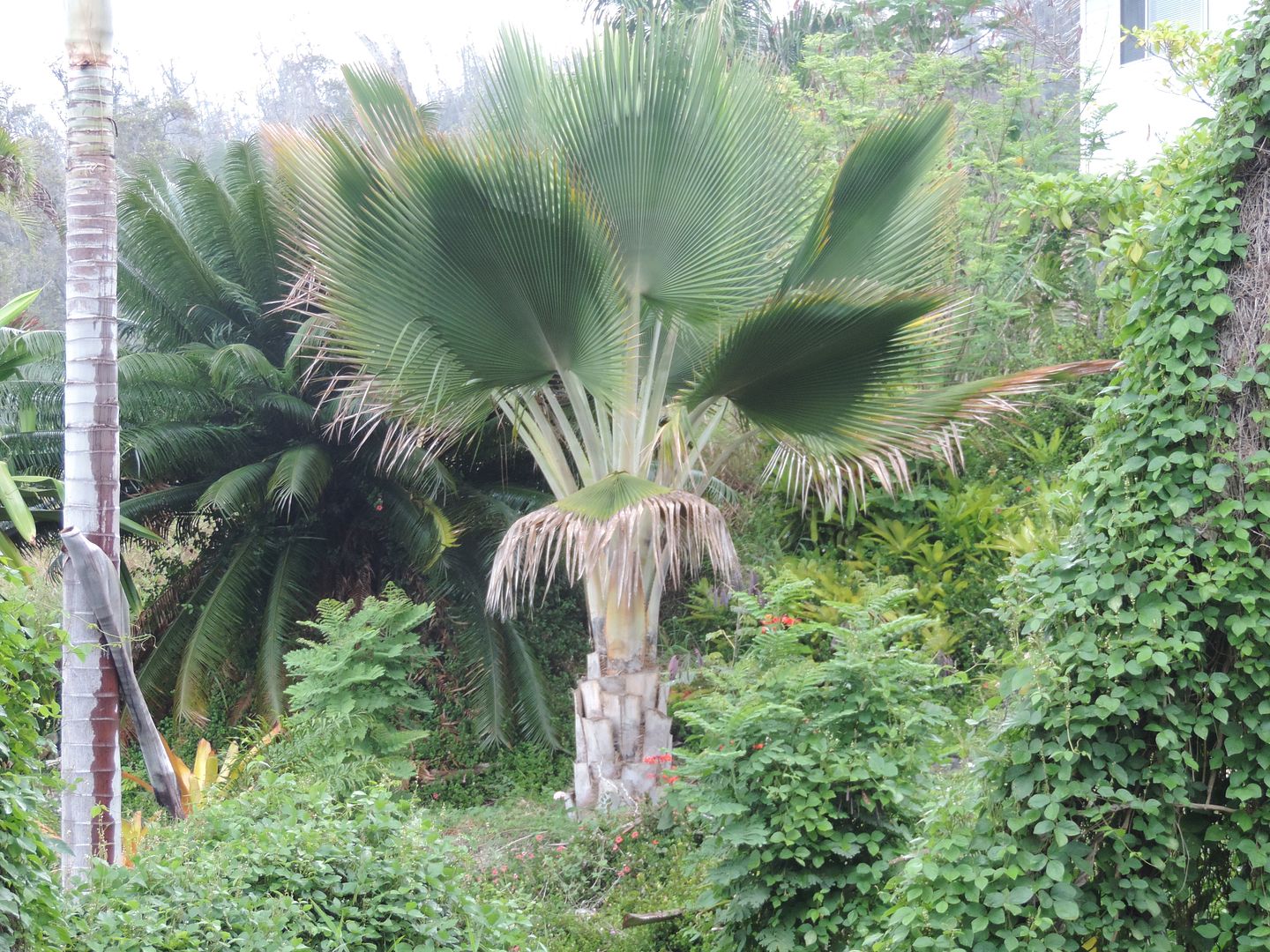 DSCN3313-CoperniciaFallensis_zpsb016f2da