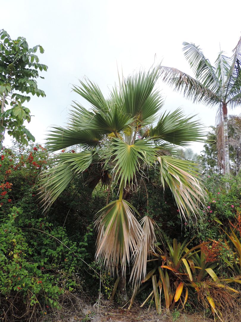 DSCN3324-pritchardiaDwarfBlue_zps2fcaf0f