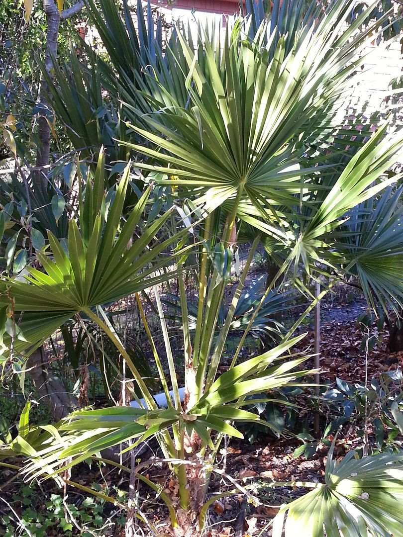 Windamere Palm Trachycarpus Latisectus Discussing Palm Trees