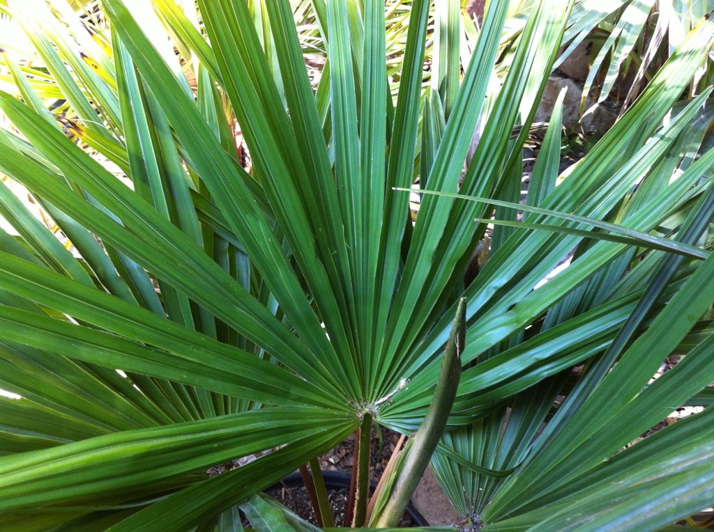 Palm ID Deeply split palmate leaf, trachy? DISCUSSING PALM TREES WORLDWIDE PalmTalk