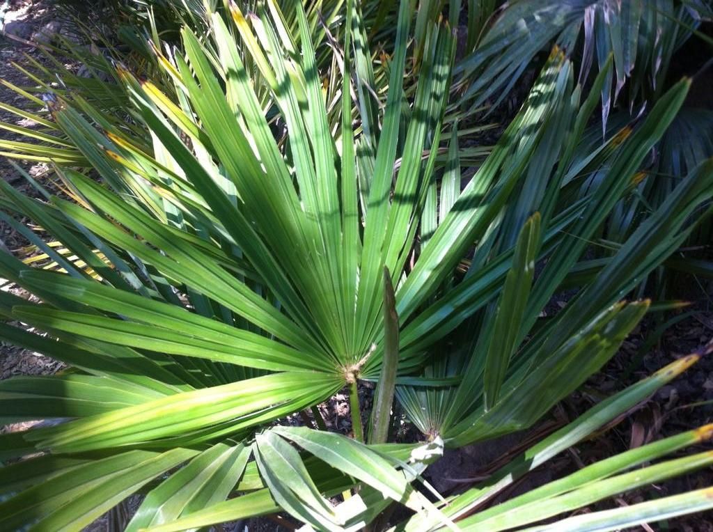 Palm ID Deeply split palmate leaf, trachy? DISCUSSING PALM TREES WORLDWIDE PalmTalk