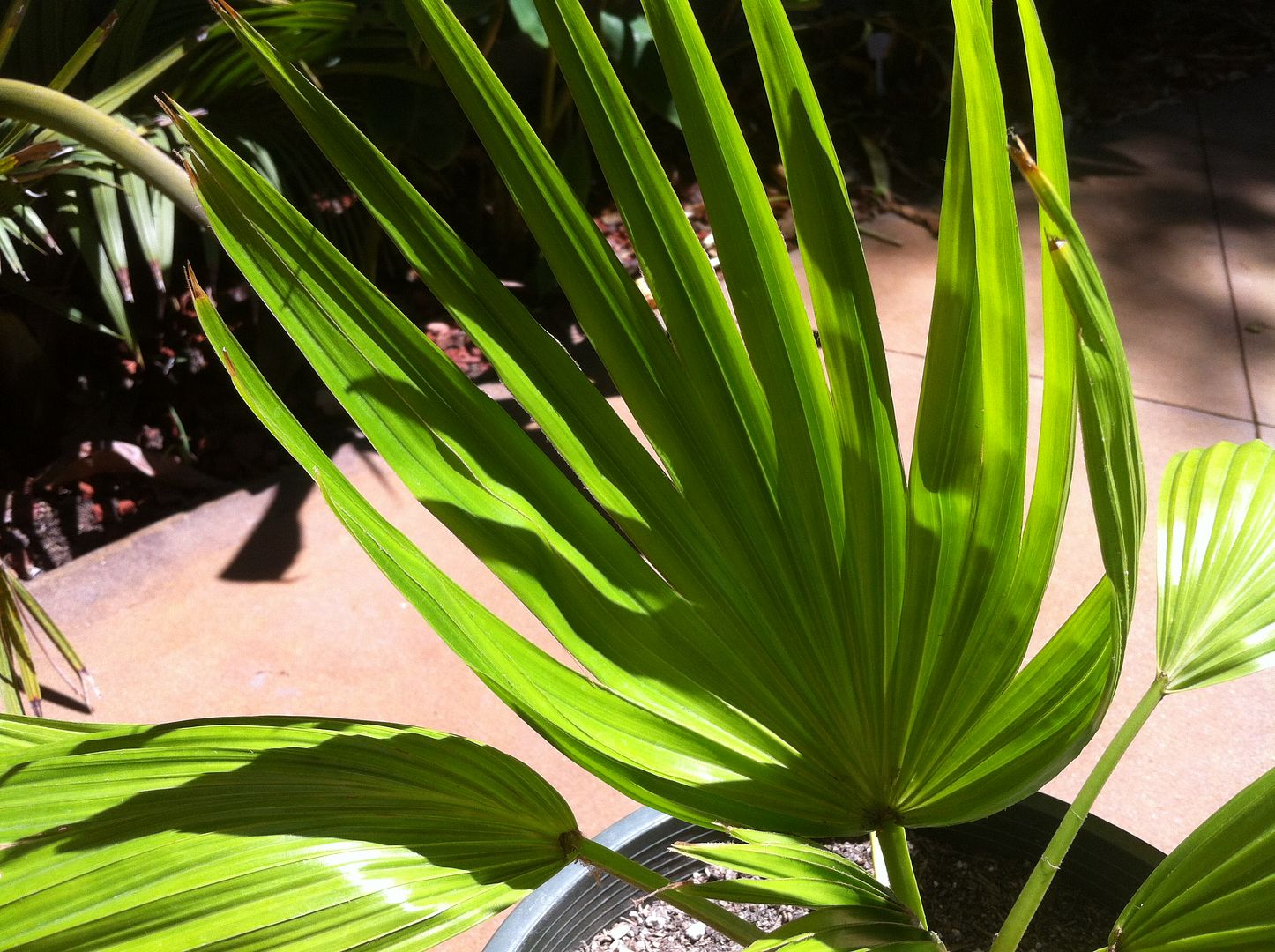 Livistona Palm ID - DISCUSSING PALM TREES WORLDWIDE - PalmTalk