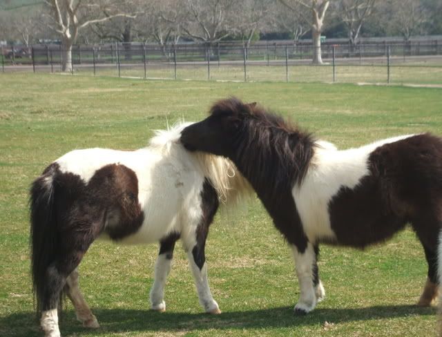 LAPurisimaandSolvangTripFeb08284.jpg Miniature ponies, yes  TWINSIES! image by CoronitaBonita