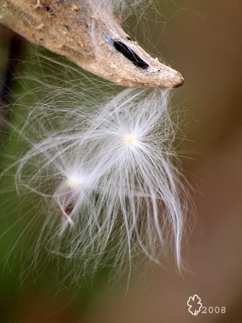 milkweed fluff Pictures, Images and Photos