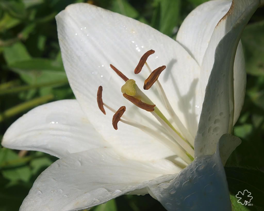 P7090253whitedaylily-dewdrops.jpg