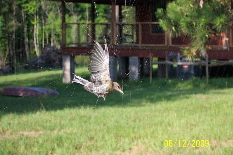 Wondering what kind of spider bit me? - Homesteading Questions