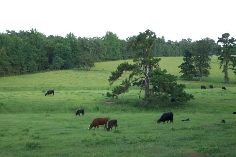 How many acres do you own? - Homesteading Questions