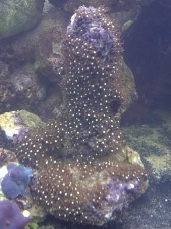 starpolyps.jpg