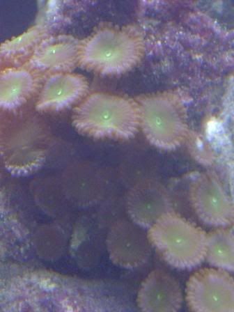 zoas2.jpg