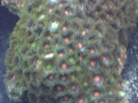 zoas4.jpg