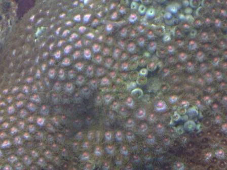 zoas5.jpg