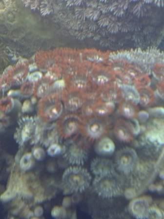 zoas6.jpg