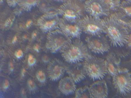 zoas7.jpg