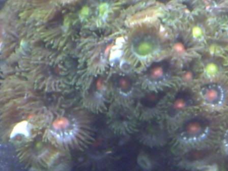 zoas8.jpg