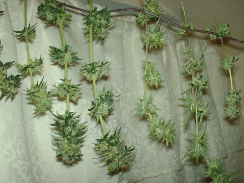 Drying Marijuana In Paper Bag http://www.pic2fly.com/Drying+Marijuana+In+Paper+Bag.html