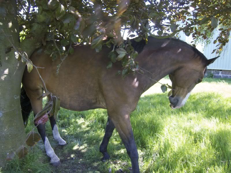 tapirnos.jpg