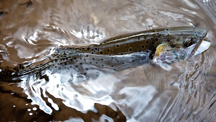 cutthroat trout wyoming