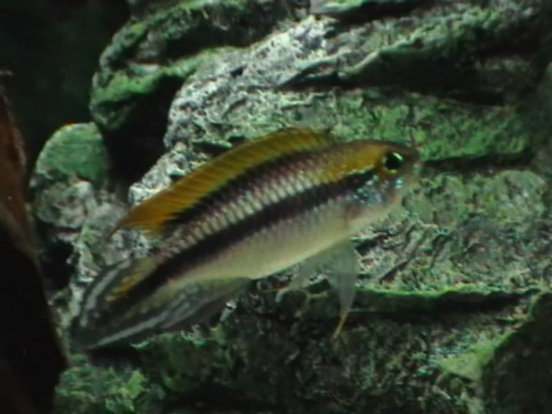 fish032.jpg