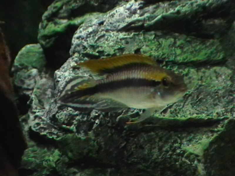 fish034.jpg