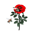 roses Avatar