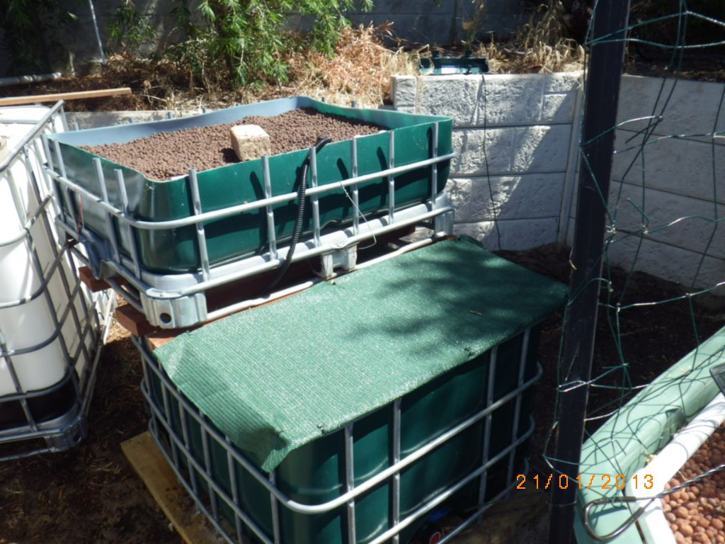 Backyard Aquaponics • View topic - Thommoperth IBC system