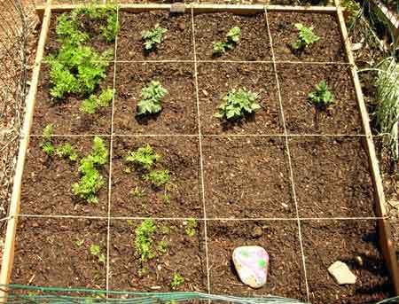 Square Foot Gardening on All New Square Foot Gardening  Grow More In Less Space