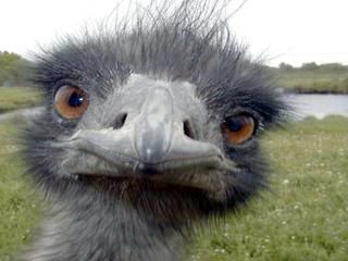 Guess_who_its_an___.jpg EMU picture by kickinitup