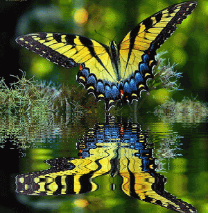 beautiful butterflies photo: Beautiful butterfly reflection b087c6b1.gif