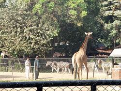 Zoo Of Lahore