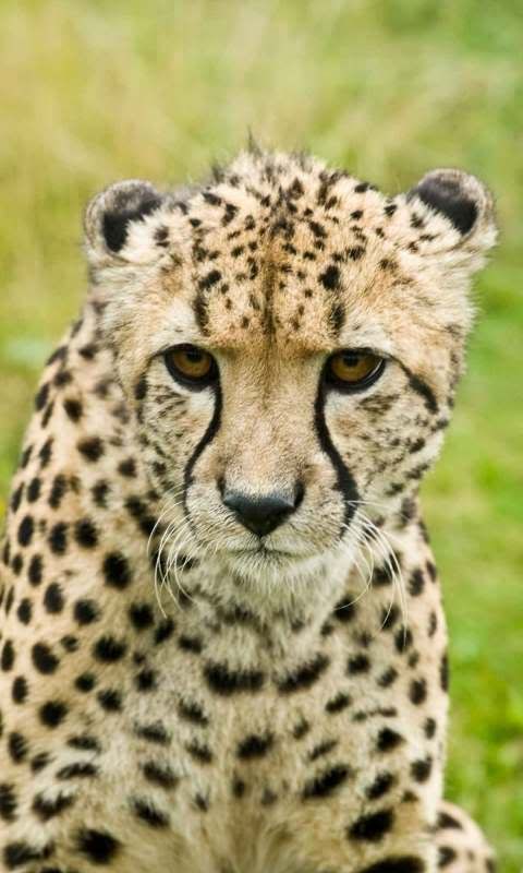 IMAGE: http://i105.photobucket.com/albums/m237/rayk57/1.jpg