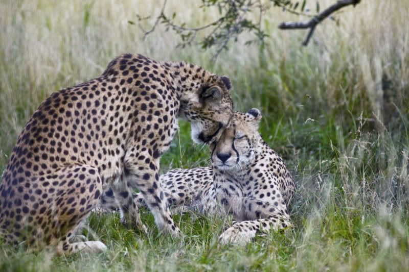 IMAGE: http://i105.photobucket.com/albums/m237/rayk57/4E5S1820-Edit.jpg