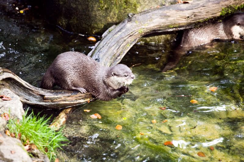 IMAGE: http://i105.photobucket.com/albums/m237/rayk57/4E5S3644.jpg