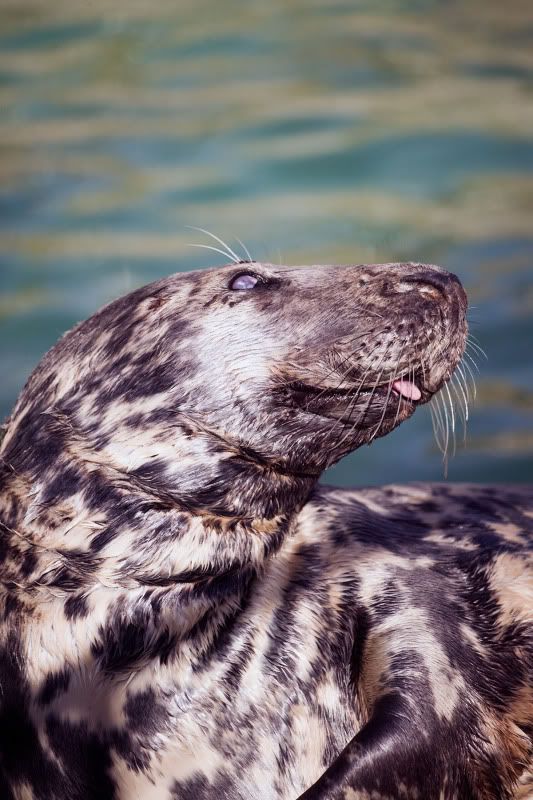 IMAGE: http://i105.photobucket.com/albums/m237/rayk57/4E5S3751.jpg