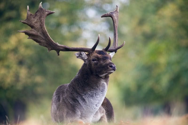 IMAGE: http://i105.photobucket.com/albums/m237/rayk57/Bushey-Park-london-173.jpg