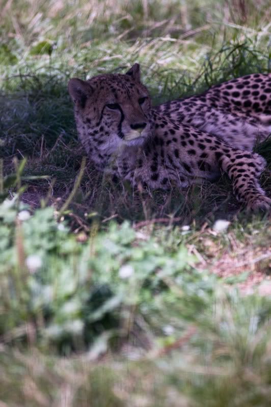 IMAGE: http://i105.photobucket.com/albums/m237/rayk57/Eagle-heights-100.jpg