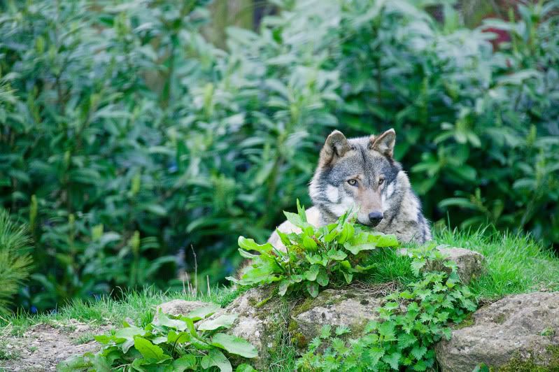 IMAGE: http://i105.photobucket.com/albums/m237/rayk57/PWP-April-2010-112.jpg