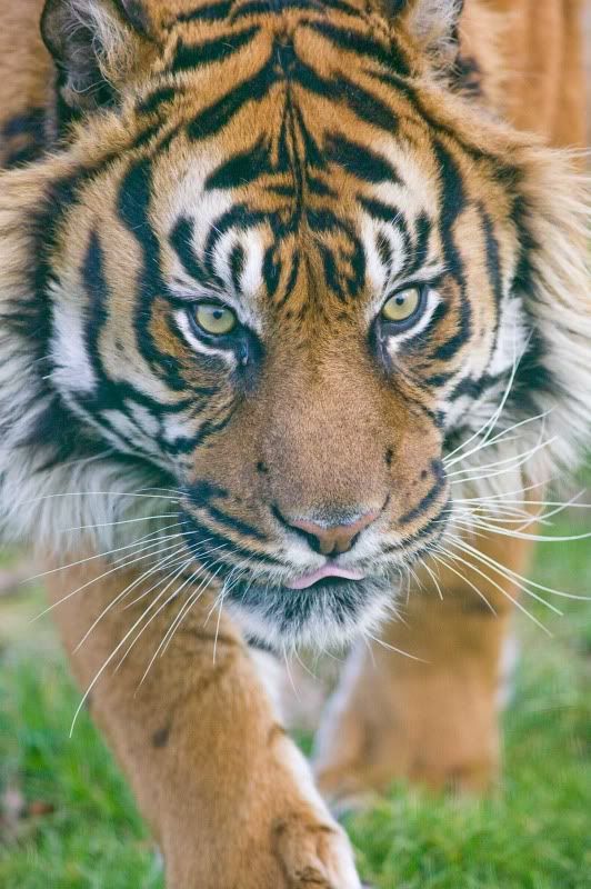 IMAGE: http://i105.photobucket.com/albums/m237/rayk57/WHF-Kent-240.jpg