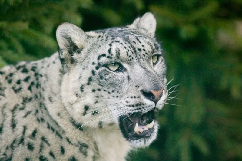 IMAGE: http://i105.photobucket.com/albums/m237/rayk57/WHF-Kent-272.jpg