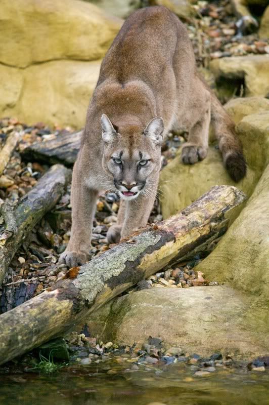 IMAGE: http://i105.photobucket.com/albums/m237/rayk57/WHF-Kent-62.jpg