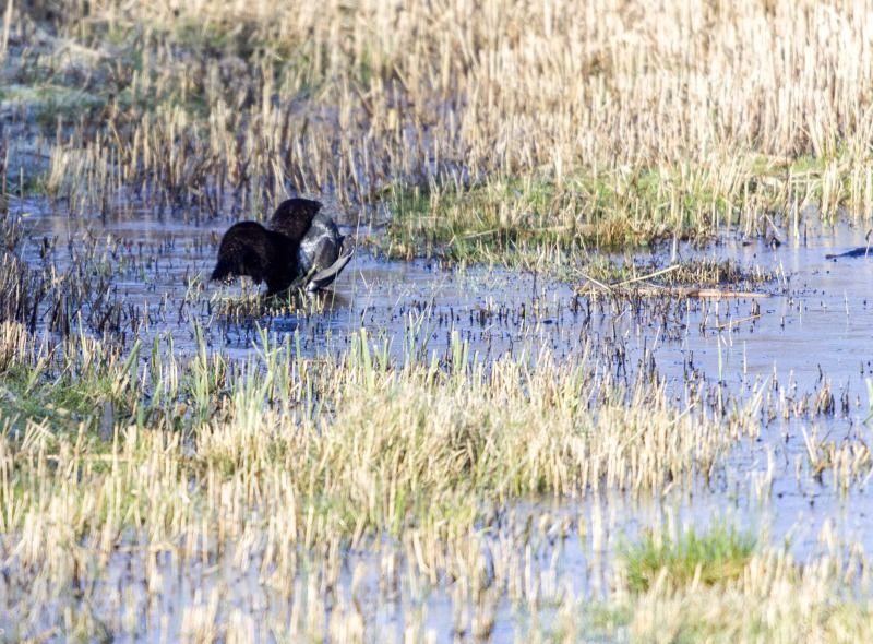 IMAGE: http://i105.photobucket.com/albums/m237/rayk57/_MG_5343.jpg