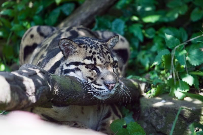 IMAGE: http://i105.photobucket.com/albums/m237/rayk57/cat3.jpg