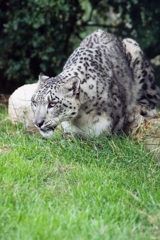 IMAGE: http://i105.photobucket.com/albums/m237/rayk57/cat6.jpg